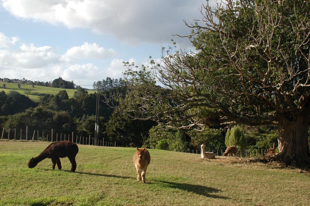 Kohinui Glade Holiday Cottage Parua Bay Exterior foto